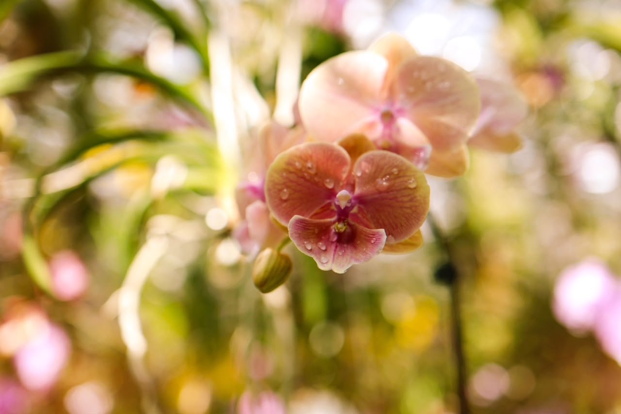 Floating Flower Garden